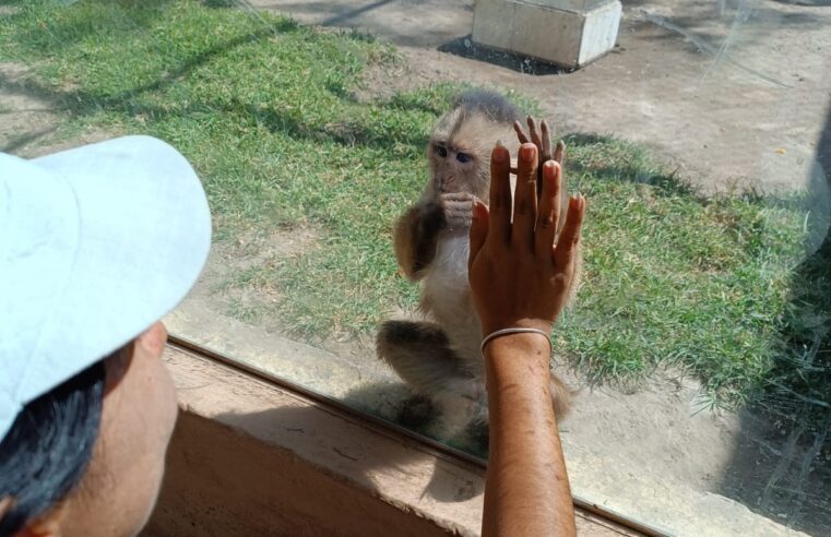 Los zoológicos: el último refugio de la fauna traficada en Perú
