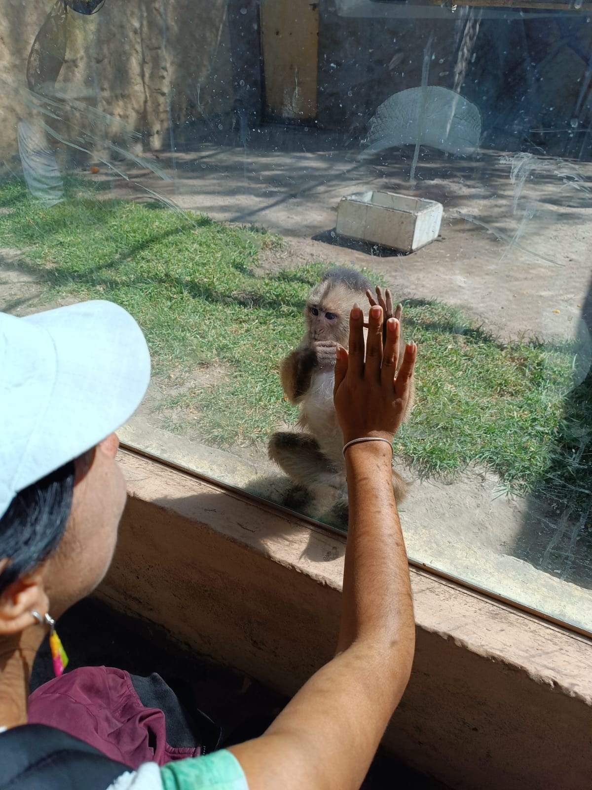 Los zoológicos: el último refugio de la fauna traficada en Perú