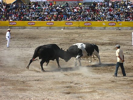 CAMPEONATO “FIN DE AÑO”. 14 peleas con los toros más fuertes de Arequipa