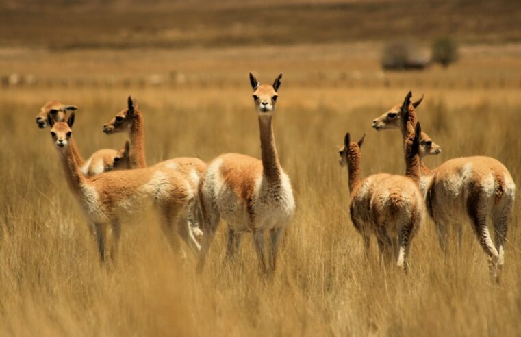 Arequipa lidera población de vicuñas en el Perú