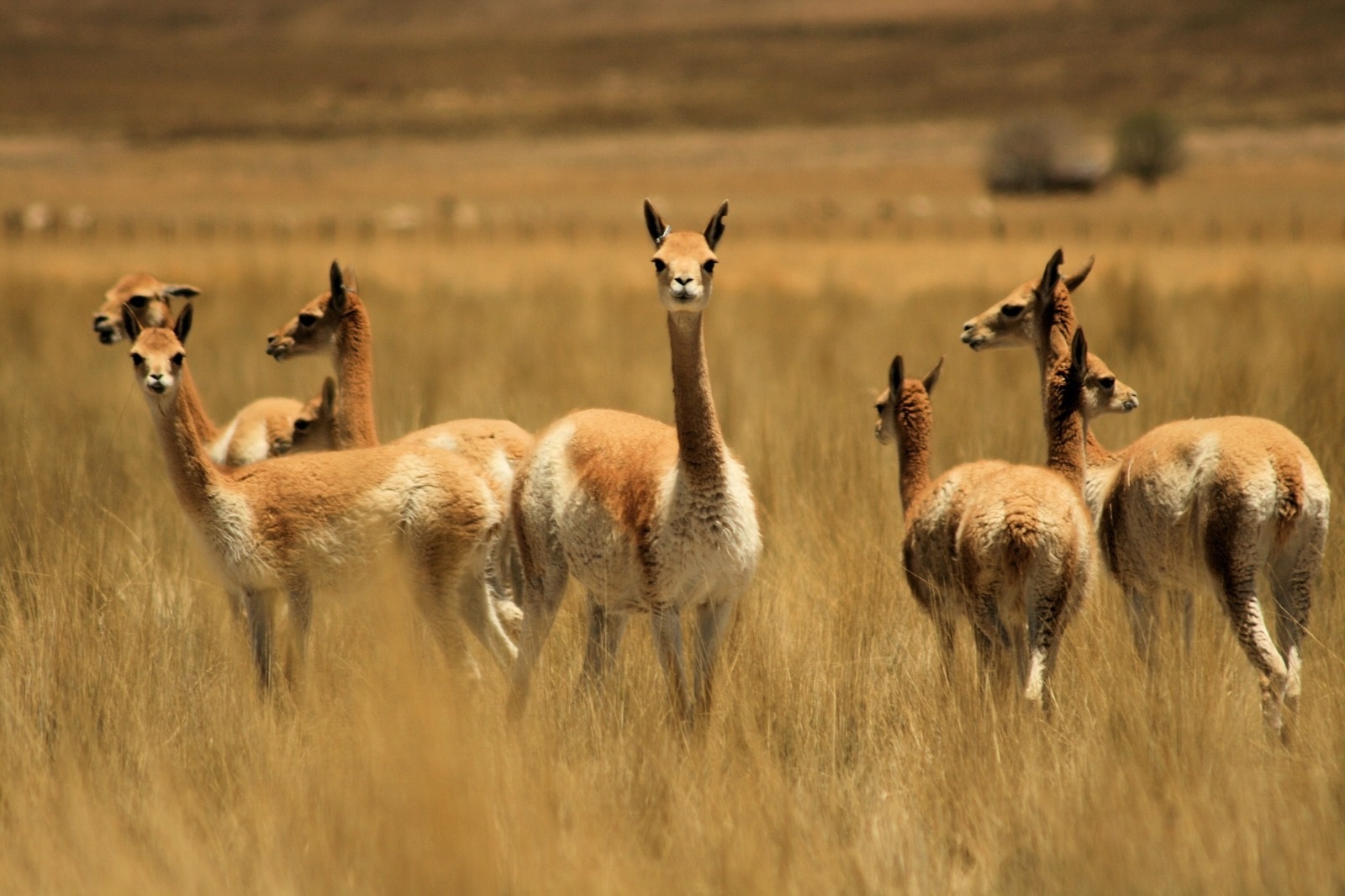 Arequipa lidera población de vicuñas en el Perú