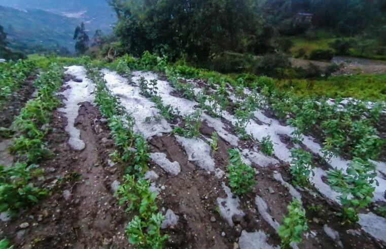 Granizada causa graves daños en cultivos de varias localidades