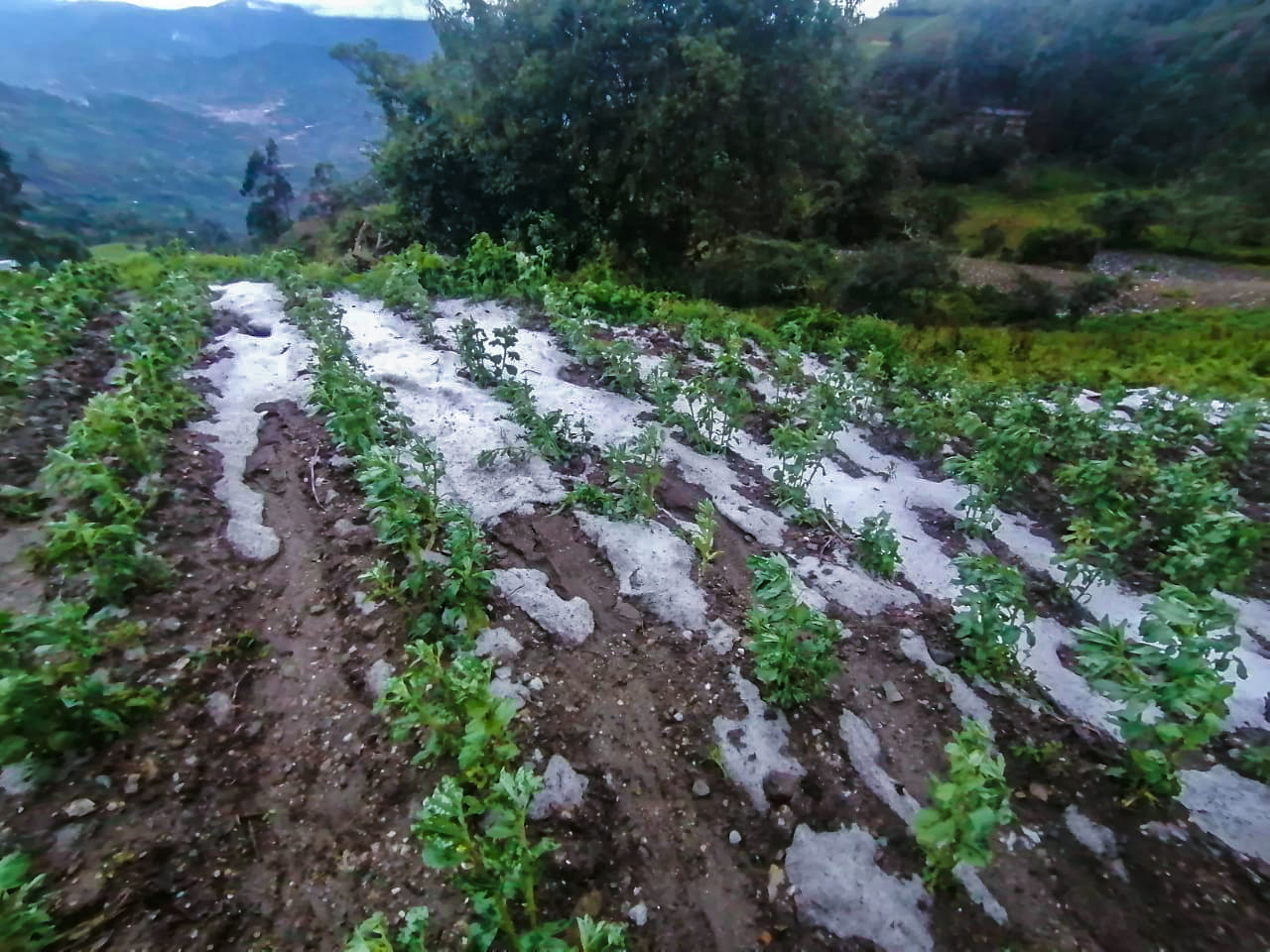 Granizada causa graves daños en cultivos de varias localidades