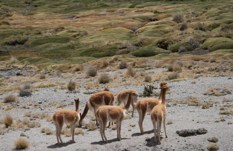 Arequipa lidera el registro de vicuñas en el país en 2025