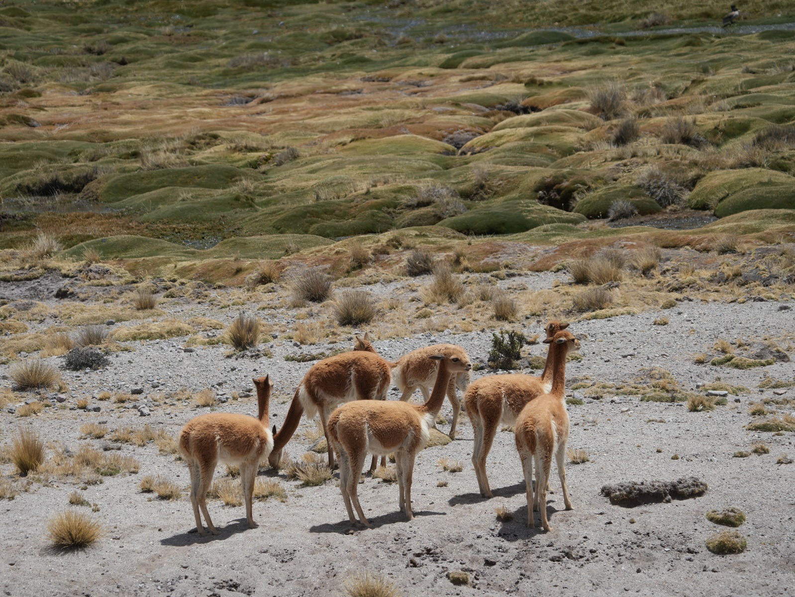 Arequipa lidera el registro de vicuñas en el país en 2025