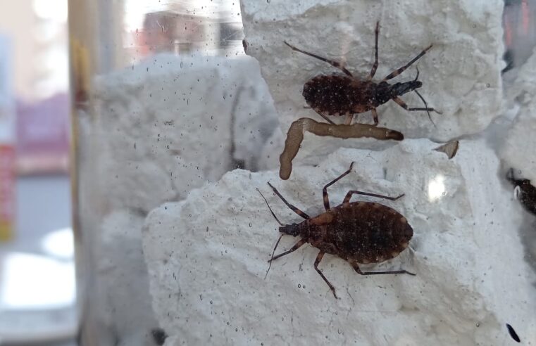 ALERTA CHIRIMACHA. La limpieza y el orden pueden salvar vidas