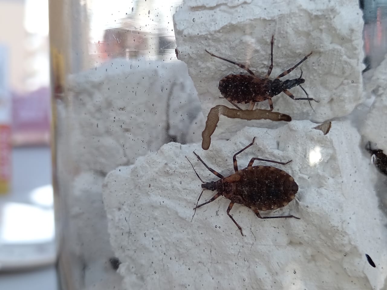 ALERTA CHIRIMACHA. La limpieza y el orden pueden salvar vidas