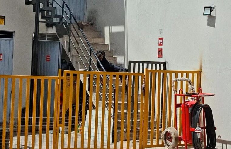 Rottweiler evita asalto en grifo de Alto Selva Alegre