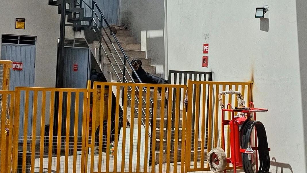 Rottweiler evita asalto en grifo de Alto Selva Alegre