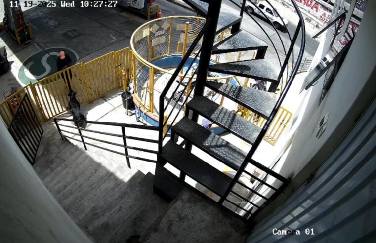 Perrita frustra robo a grifo en Alto Selva Alegre