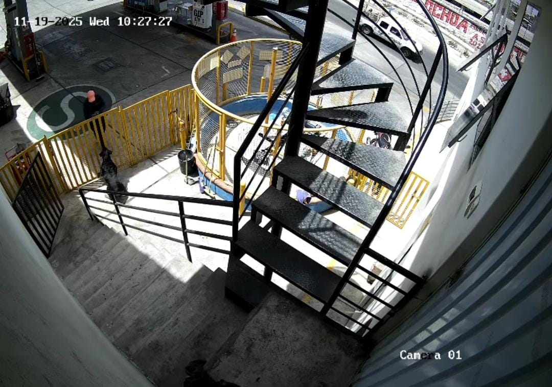 Perrita frustra robo a grifo en Alto Selva Alegre