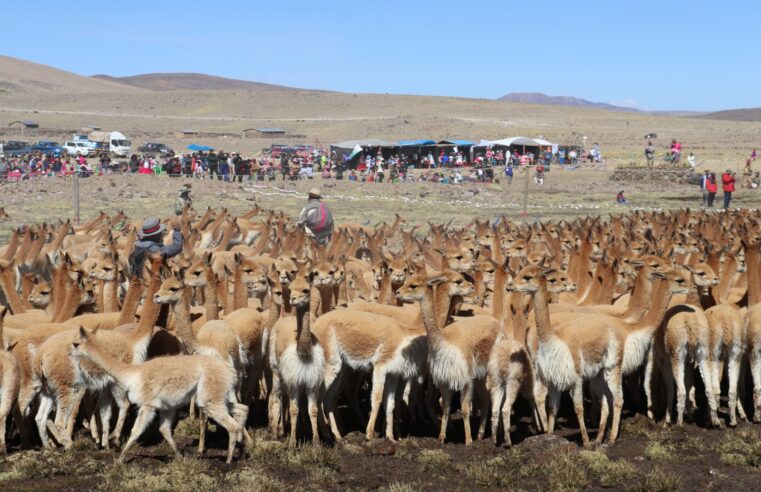 En Chachas, la vida se teje entre vicuñas y pastizales