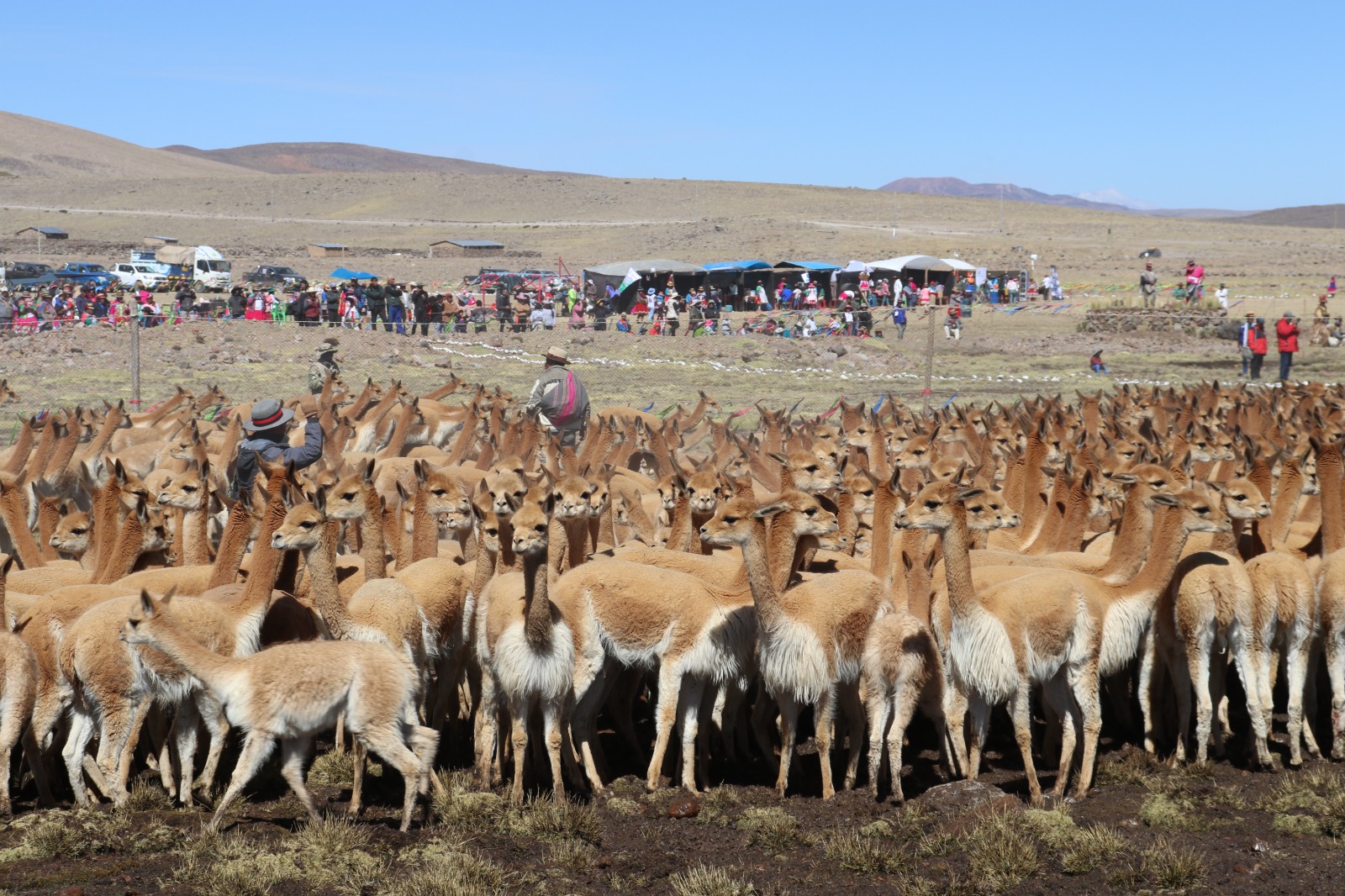 En Chachas, la vida se teje entre vicuñas y pastizales