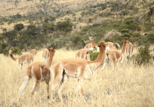 Reportan incremento de 45 % en la población de vicuñas