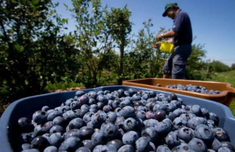 Es una de las principales regiones exportadoras de arándanos