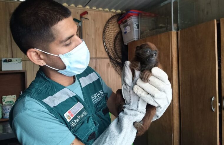 Un centenar de animales silvestres fueron recuperados en Arequipa