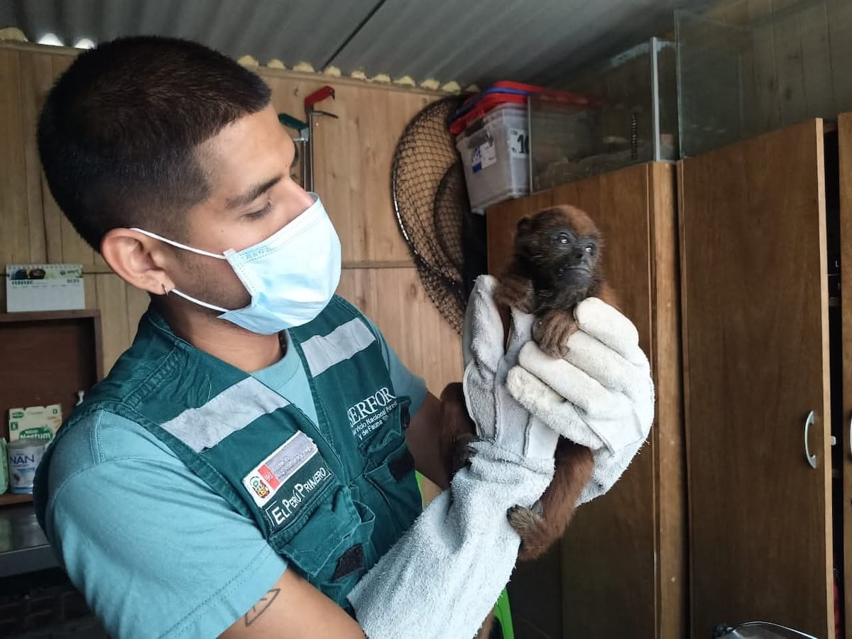 Un centenar de animales silvestres fueron recuperados en Arequipa