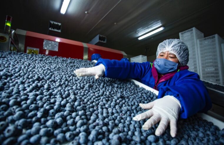 Exportaciones peruanas de arándanos suman US$ 743.2 millones a setiembre