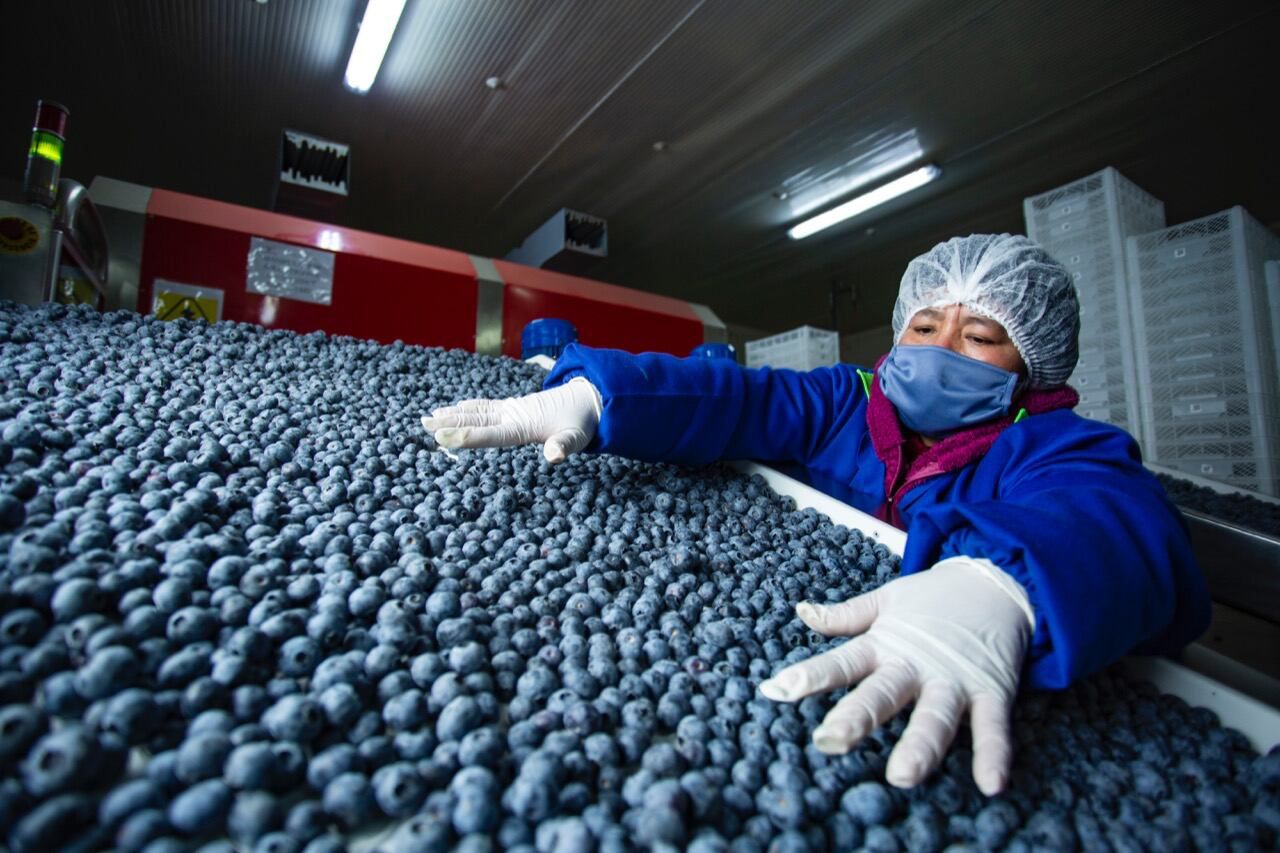Exportaciones peruanas de arándanos suman US$ 743.2 millones a setiembre