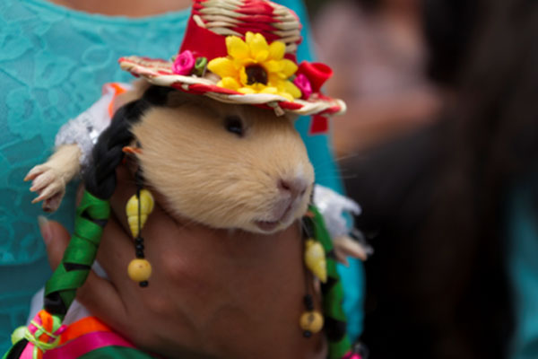Actividades, concursos y demás en feria agropecuaria en Yarabamba