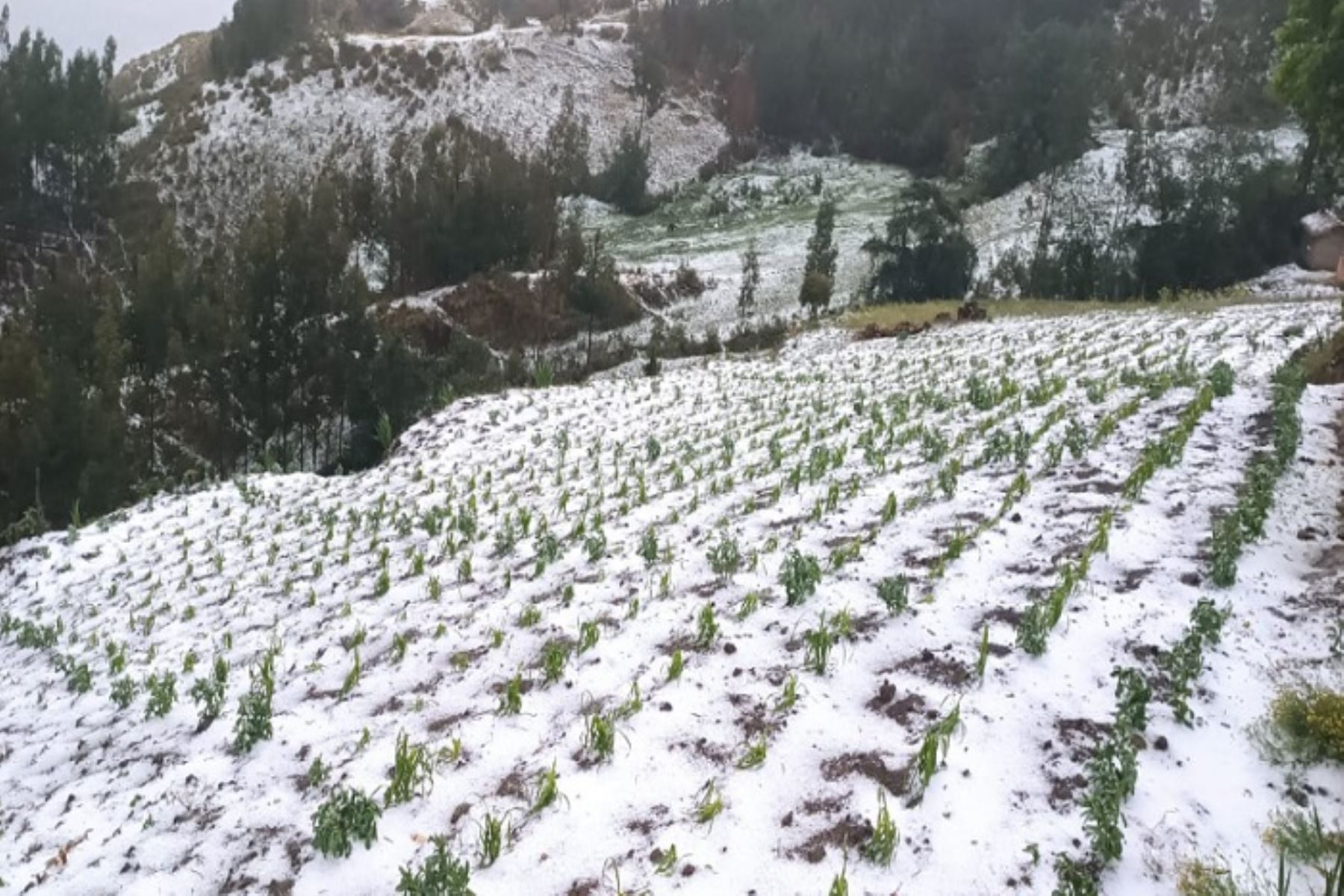 Fuerte granizada provoca colapso de techo deportivo y destruye cultivos