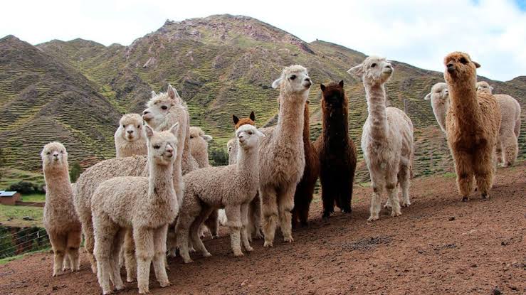 AREQUIPA. Lluvias marcan inicio de nueva temporada de mortalidad de crías de alpaca