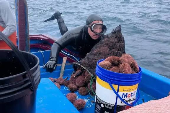 Produce restringe pesca de erizo y macroalgas en Islay y Camaná