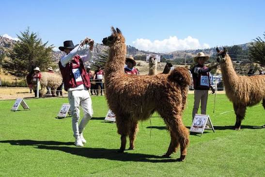 Festival de camélidos se consolida como plataforma económica y cultural