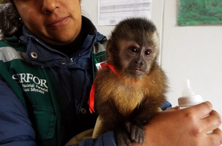 Arequipa supera el 30% de liberaciones de fauna silvestre rescatada en 2025