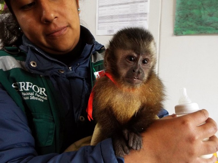 Arequipa supera el 30% de liberaciones de fauna silvestre rescatada en 2025