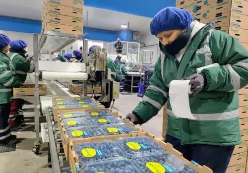 Empleo directo generado por sector exportador peruano creció 12.3 %    