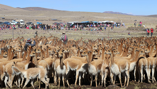 Vicuñas mueren atropelladas en la Reserva de Salinas y Aguada Blanca