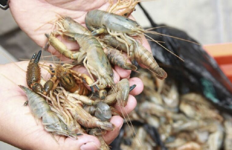 Últimos días para comer camarón en Arequipa