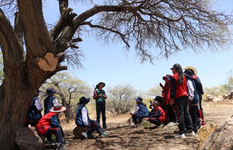 El yaro, un árbol endémico que se encuentra en peligro de extinción