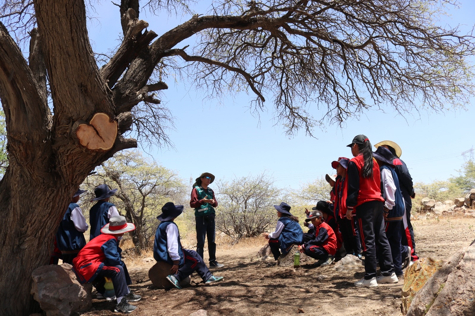 El yaro, un árbol endémico que se encuentra en peligro de extinción