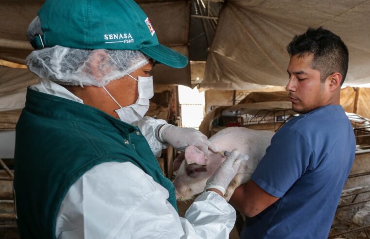 Vacunación del SENASA fortalecieron producción de más de 320 mil familias ganaderas