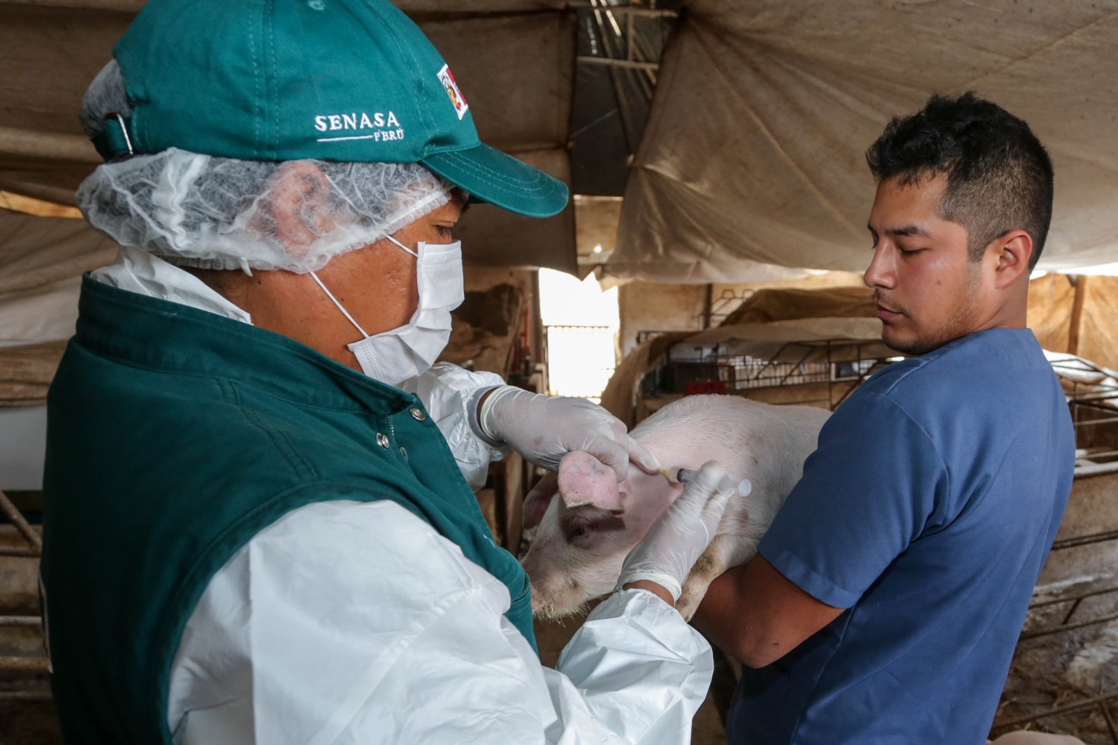 Vacunación del SENASA fortalecieron producción de más de 320 mil familias ganaderas