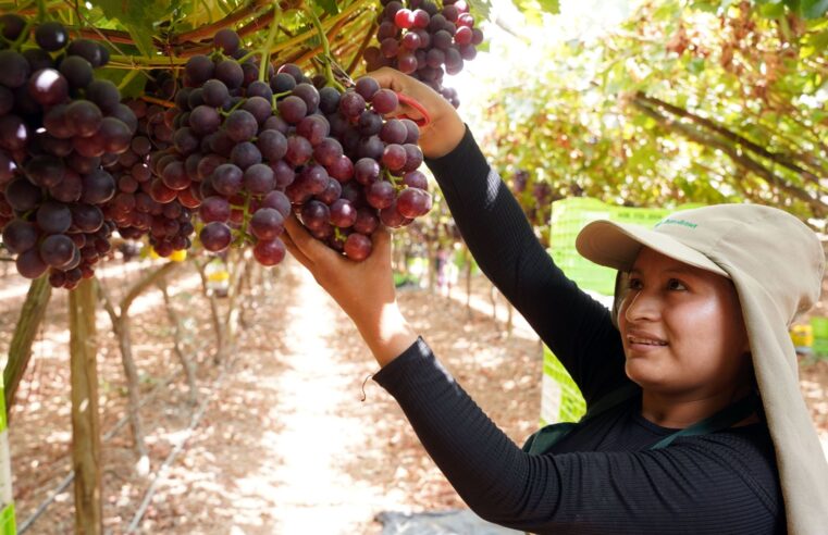 Ica aporta el 22 % de exportaciones de uva de mesa en campaña 2025-2026