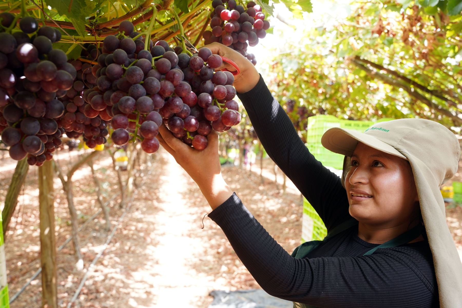 Ica aporta el 22 % de exportaciones de uva de mesa en campaña 2025-2026