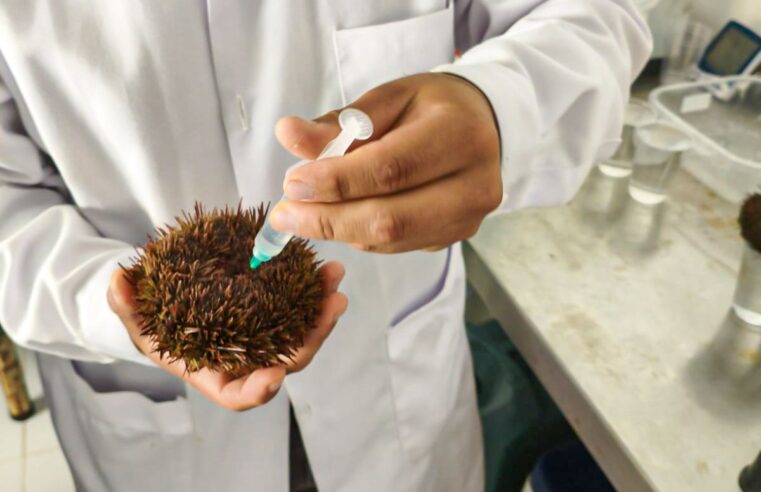Arequipa impulsa reproducción controlada del erizo rojo para su conservación