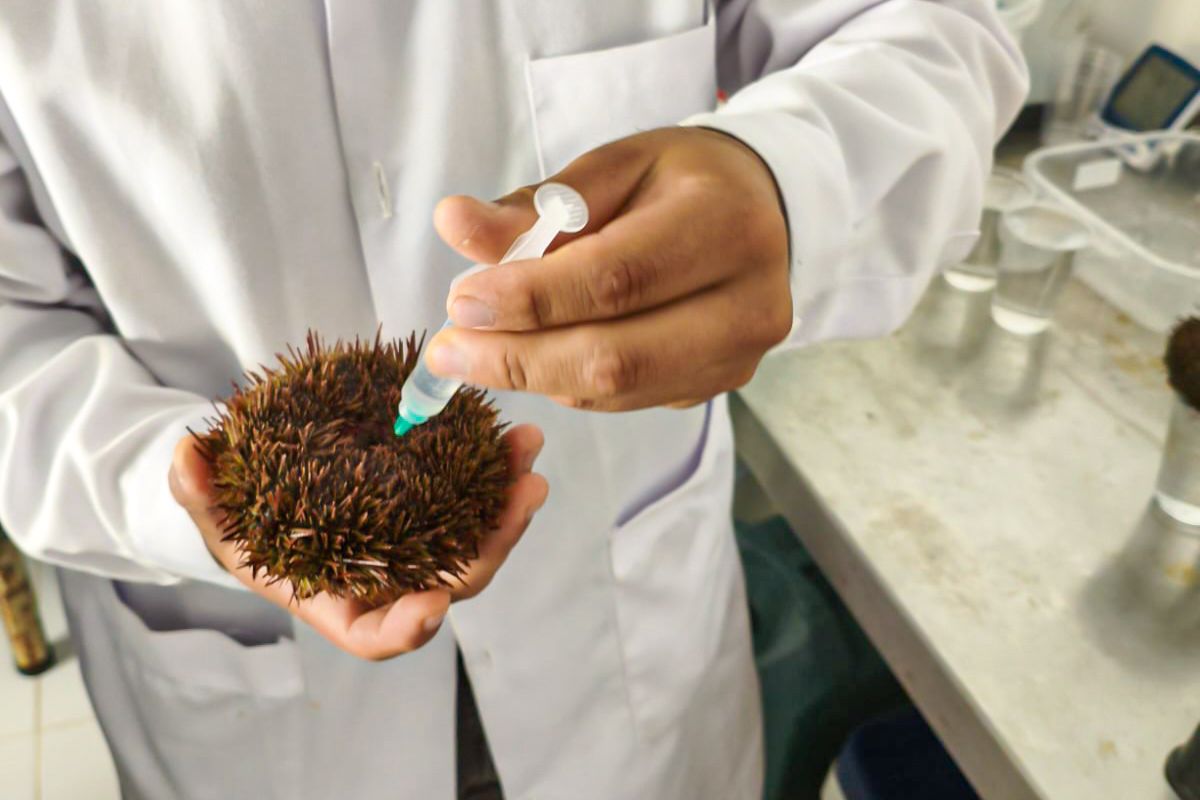 Arequipa impulsa reproducción controlada del erizo rojo para su conservación