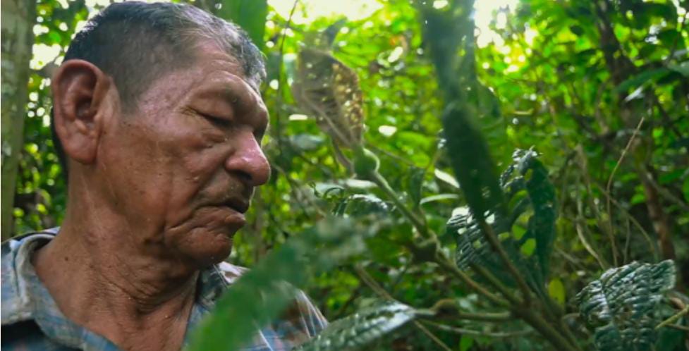 Los caminos de la ayahuasca en Ruta Madre