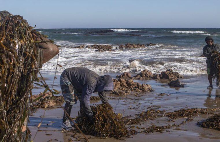 PRODUCE fortalece procesamiento de macroalgas marinas para sostenibilidad
