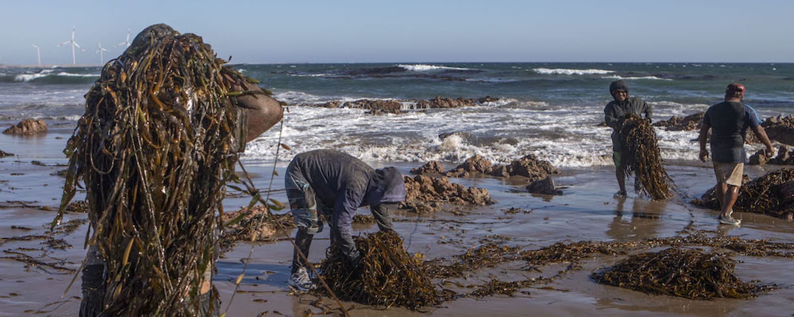 PRODUCE fortalece procesamiento de macroalgas marinas para sostenibilidad