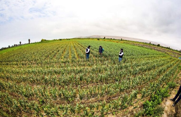 Buscan declaratoria de emergencia para sector agrícola en Arequipa