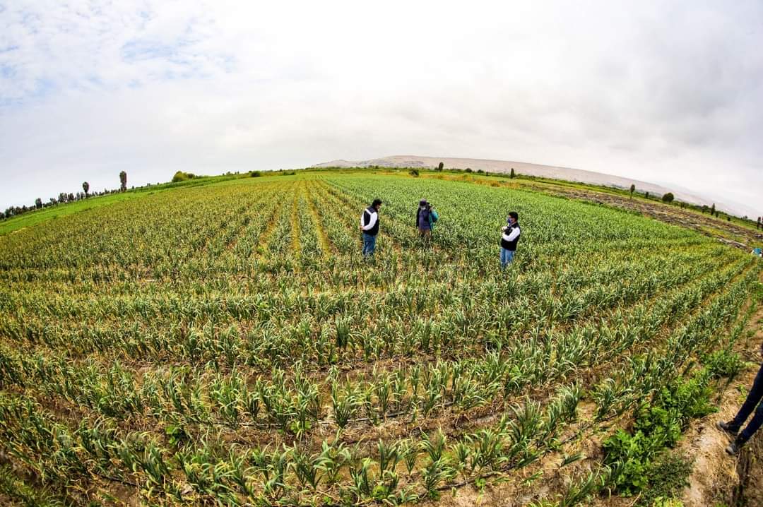 Buscan declaratoria de emergencia para sector agrícola en Arequipa
