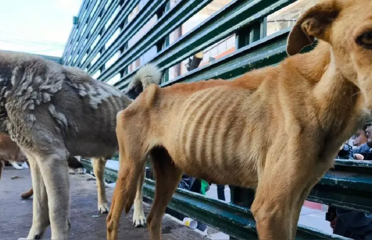 Aumentan denuncias por maltrato animal en el país