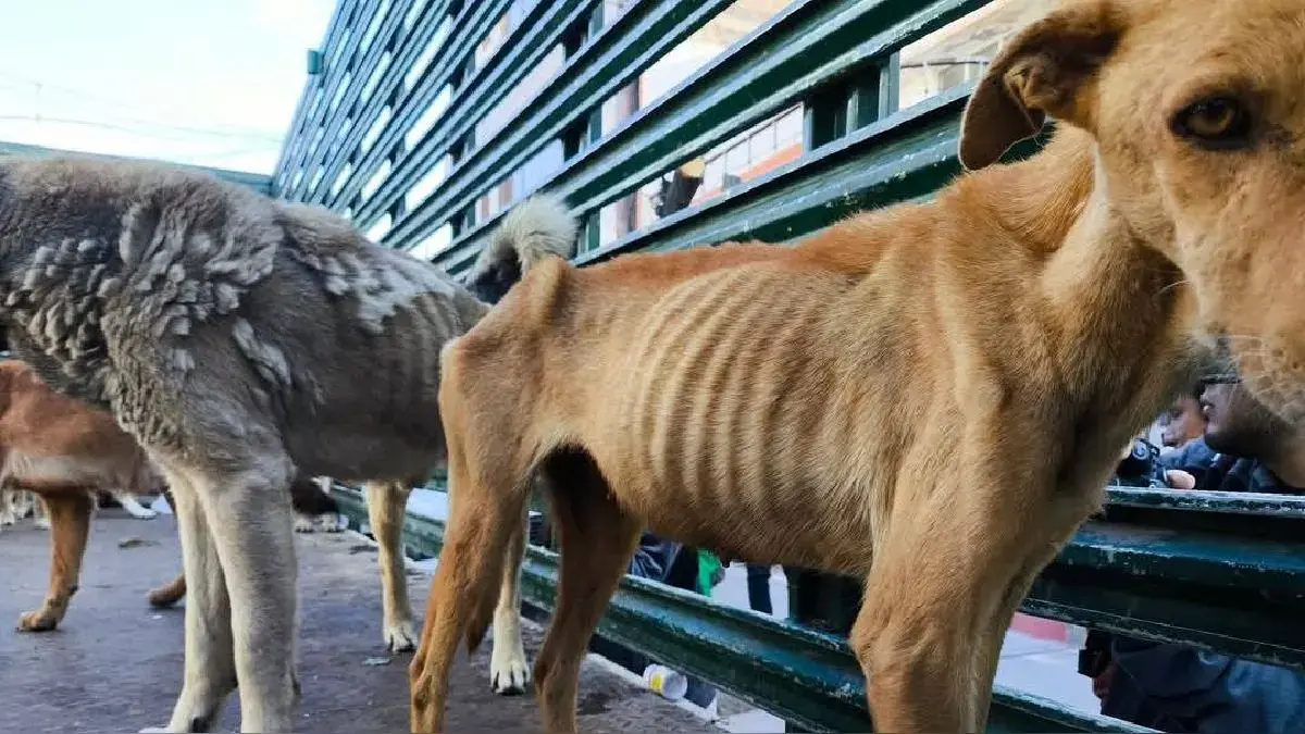 Aumentan denuncias por maltrato animal en el país