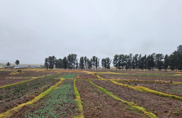 Prolongada escasez de humedad incide en desarrollo de campaña agrícola 2025-2026