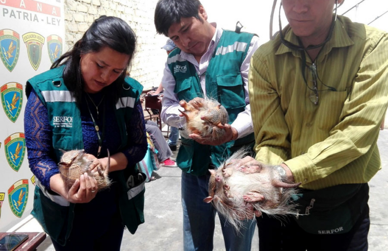 Sancionan a nueve personas por usar quirquinchos en rituales de Año Nuevo